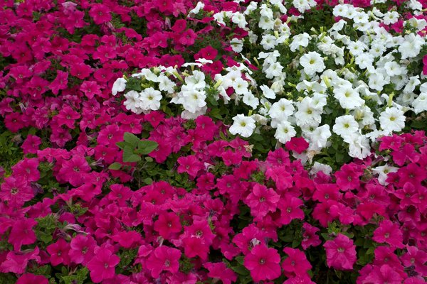 Couvreur nîmes : l'excellence au service de votre toiture